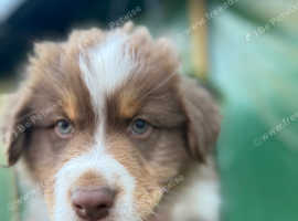 Aussie Boy! Last Boy Looking for Home