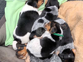 Jack Russell pups for sale