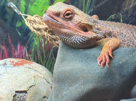 Bearded dragon and Viv