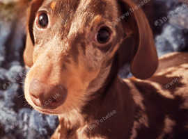 Puppy friend wanted