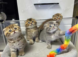 kitten Scotish Fold Highland