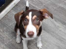 Beautiful Borador pup looking for her forever home