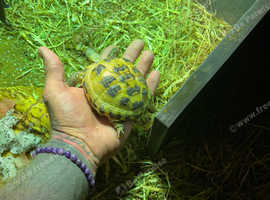 Horsefield tortoise