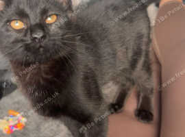 Black cat