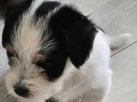 Morkie puppies