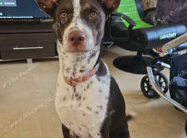 Bella 1 year old husky and dalmation