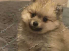 Miniature Pomeranian puppies