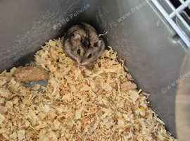 Hamsters