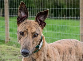 Lovely Greyhounds Looking for Homes