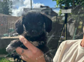 Cockapoo x Chihuahua puppies