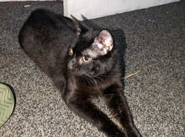1 year old black cat