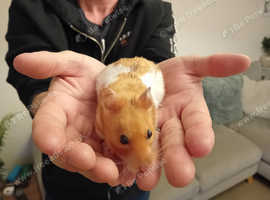 sweet Syrian Hamster