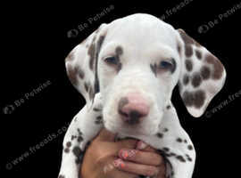 Last stunning boy ready to leave Kc registered dalmation liver spotted pups
