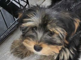 Maltese pup