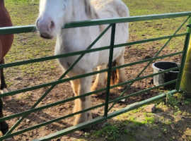 13.1hh gelding looking for his forever home