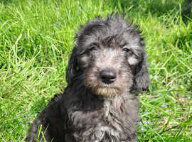 One Gorgeous Silver Mini Labradoodle, ready to go