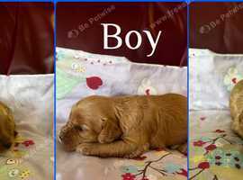 Stunning cavapoo puppies