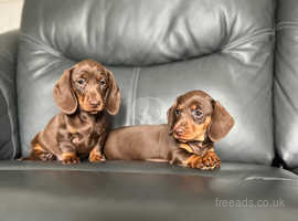 Miniature Dachshund puppies