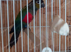 Crimson bellied conure.