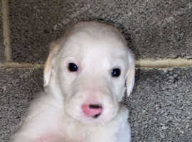 Saluki greyhound pups