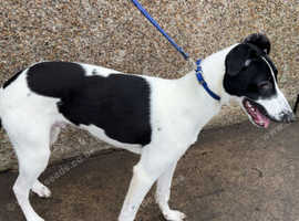 Saluki collie grey