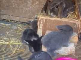 Baby mini lops for sale