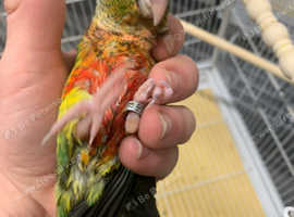 Hand Reared Baby Conure  Parrots