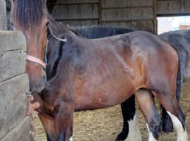 Shire 3 year Filly