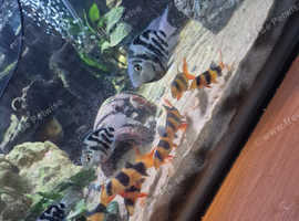 Selling all my fish
