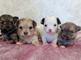 Chiweenie puppies best sale near me