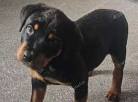10 weeks old Female