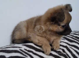 Adorable Pom/Chi puppies. Little balls of fluff. 2 females and 1 male.