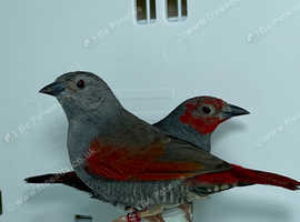 Beautiful pair of Red-winged pytilia finches