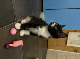 3 tuxedo female kitten and 1 ginger boy available now,funny and cuddy for forever homes,litter trained and raised with children