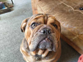 Toby - 2.5 years old Super Friendly and chill