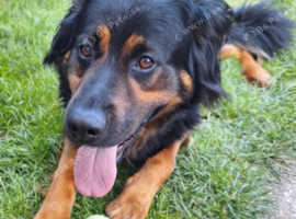 3 year old German Shepherd cross Rottweiler