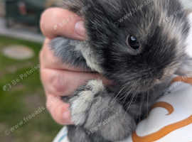 2 Gorgeous Little Boys - Mini Lop Bucks