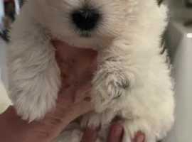 Westie puppies for sale best sale south east