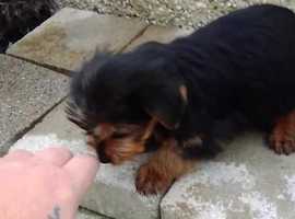 teacup puppies for sale wirral