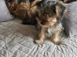 Yorkie mix puppies for sale hot sale near me