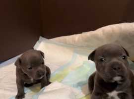 Silver best sale staffy puppy