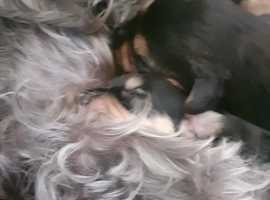 Yorkshire Terrier Puppies In Bournemouth Dorset Gumtree