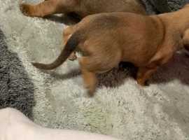 sausage dogs for sale yorkshire