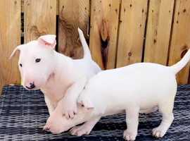 English bull terrier for sale cheap north east