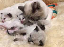 Registered Ragdoll Kittens For Sale Scotland Posts Facebook