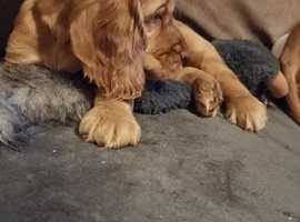 Cocker spaniel puppies hot sale for sale wirral