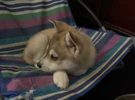 Girl husky best sale for sale