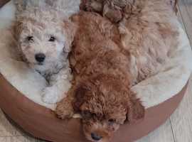 F1b maltipoo best sale for sale