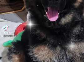 German shepherd sale small dog price