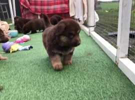 German Shepherd Dogs And Puppies For Sale Freeads In Gateshead